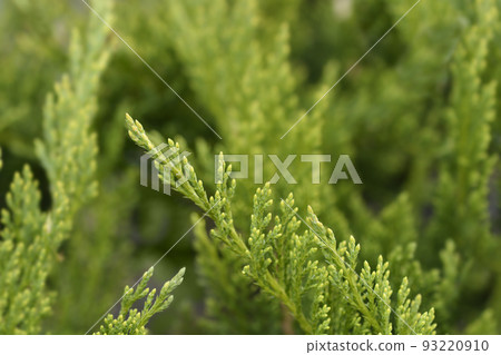 Tamarisk-leaved savin 93220910
