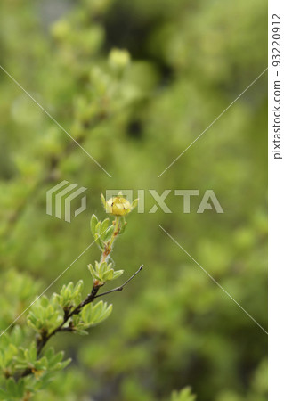 Shrubby Cinquefoil Shrubby Cinquefoil 93220912
