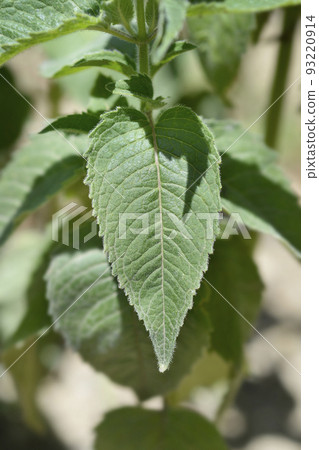 Bee balm Bee balm 93220914