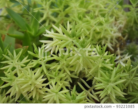 肉質植物含羞草、景天 93221085