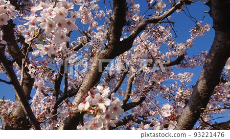 2022櫻花春天花瓣櫻花櫻花 93221476