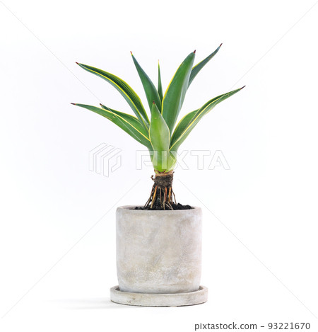 Succulent plant, potted plant of Agave Venezuela [white background] 93221670