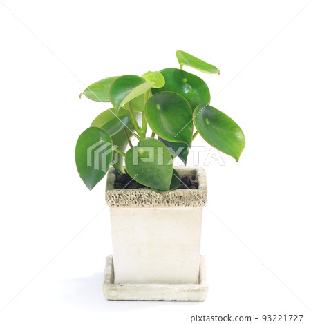 Potted plant of foliage plant, Peperomia Jade [white background] 93221727