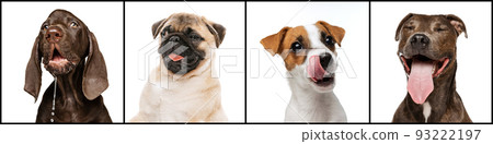Collage. Cute, playful, smiling purebred dogs posing isolated over white studio background. Emotive animals Collage. Cute, playful, smiling purebred dogs posing isolated over white studio background. Emotive animals 93222197