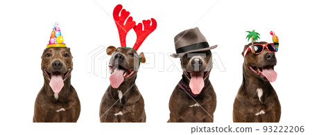 Collage. Cheerful images of purebred brown american pit bull terrier in stylish hat and holiday decorations posing over white studio background Collage. Cheerful images of purebred brown american pit bull terrier in stylish hat and holiday decorations posing over white studio background 93222206