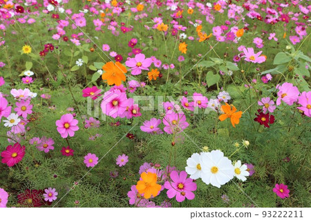 Colorful autumn cherry blossoms at Himawari no Oka Park 93222211
