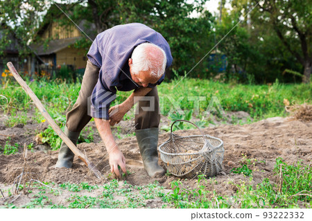 Old man digging up potatoes in garden Old man digging up potatoes in garden 93222332