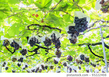 Grape picking 93222408
