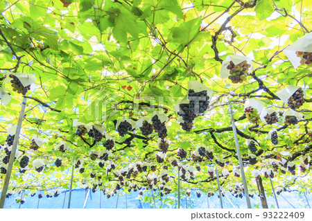 Grape picking Grape picking 93222409