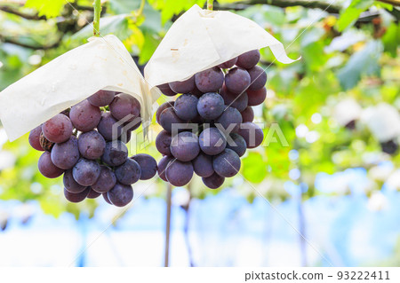 Grape picking Grape picking 93222411