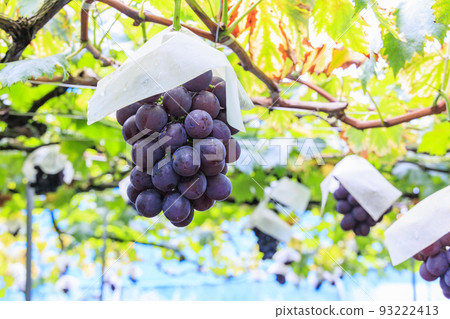 Grape picking Grape picking 93222413
