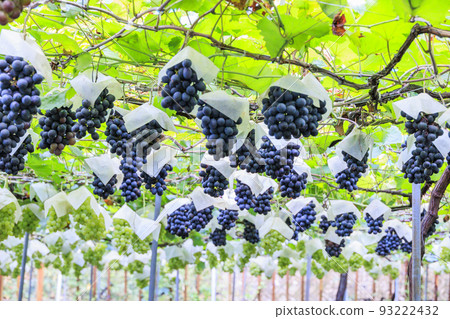 Grape picking 93222432