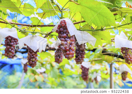葡萄採摘 93222438
