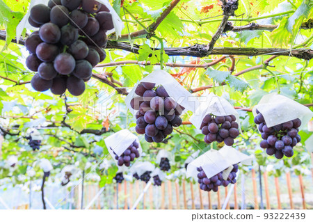 葡萄採摘 93222439