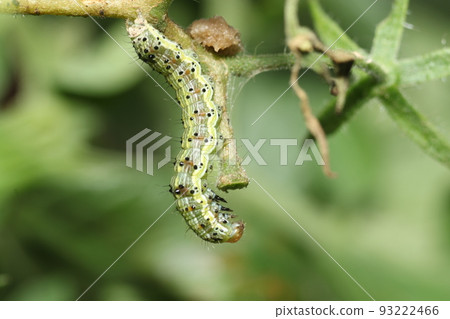 Pests of tomatoes and cherry tomatoes, Helicoverpa armigera, Larvae of Helicoverpa armigera Pests of tomatoes and cherry tomatoes, Helicoverpa armigera, Larvae of Helicoverpa armigera 93222466