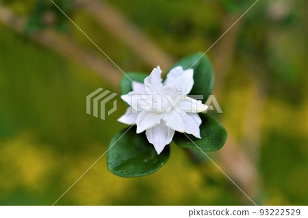 White clover double flower 93222529