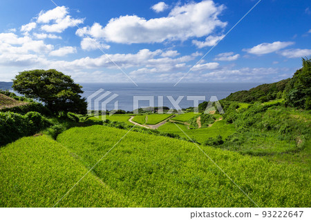 山口縣長門市東牛畑梯田100個日本精選梯田 93222647