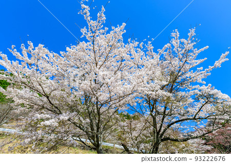 The scenery of 1,000 cherry blossoms at Takamori Pass, called "Tsukumomagari", is a scenery where about 7,000 cherry blossoms fill the 3km roadside. The scenery of 1,000 cherry blossoms at Takamori Pass, called "Tsukumomagari", is a scenery where about 7,000 cherry blossoms fill the 3km roadside. 93222676