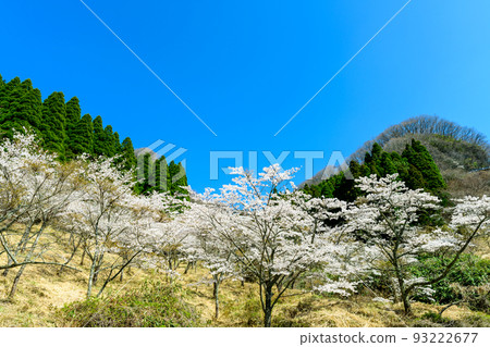 The scenery of 1,000 cherry blossoms at Takamori Pass, called "Tsukumomagari", is a scenery where about 7,000 cherry blossoms fill the 3km roadside. The scenery of 1,000 cherry blossoms at Takamori Pass, called "Tsukumomagari", is a scenery where about 7,000 cherry blossoms fill the 3km roadside. 93222677
