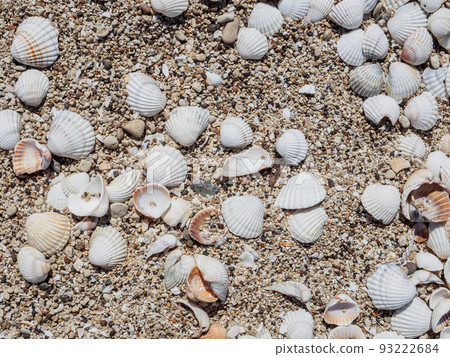 Top view of seashells on the sand on a sunny day. Natural background of marine nature. Sea vacation concept. Copy space. Flat lay Top view of seashells on the sand on a sunny day. Natural background of marine nature. Sea vacation concept. Copy space. Flat lay 93222684