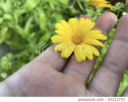 Calendula blooming in the garden. Orange flowers and green leaves. Medicinal plant Calendula blooming in the garden. Orange flowers and green leaves. Medicinal plant 93222733