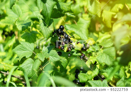 Black currant berries, in the garden in summer. Garden berries. Selective focus 93222759