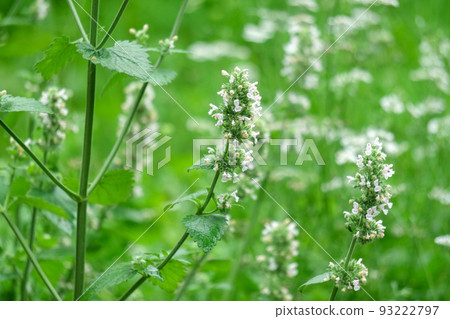 Mint blossom, the concept of growing medicinal plants, green leaves on annual plants in a herb garden. Selective focus 93222797