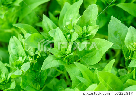 Green spinach growing in the garden on a vegetable farm. Healthy food in your own kitchen garden 93222817
