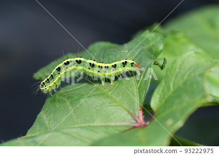 The larvae of the futatorikoyaga that eats the leaves of okra The larvae of the futatorikoyaga that eats the leaves of okra 93222975