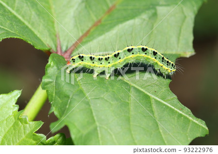 The larvae of the futatorikoyaga that eats the leaves of okra The larvae of the futatorikoyaga that eats the leaves of okra 93222976