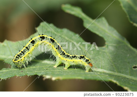 The larvae of the futatorikoyaga that eats the leaves of okra The larvae of the futatorikoyaga that eats the leaves of okra 93223075