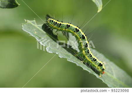 The larvae of the futatorikoyaga that eats the leaves of okra The larvae of the futatorikoyaga that eats the leaves of okra 93223098