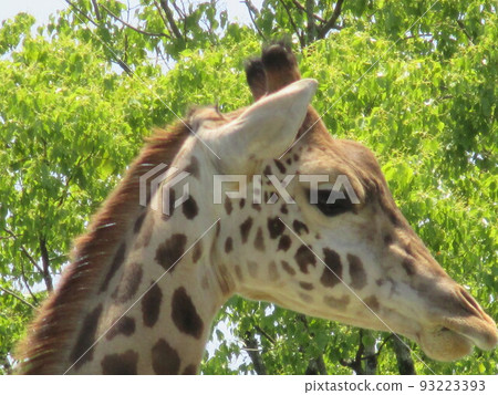 Masai giraffe with clear eyes and features at the zoo 93223393