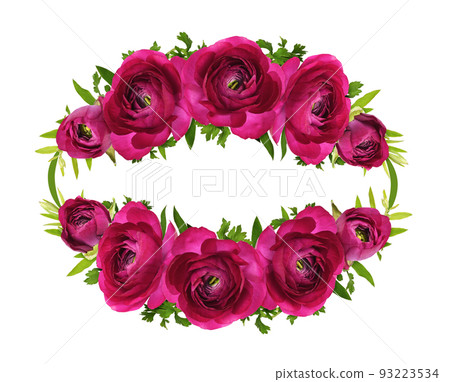 Pink ranunculus flowers and green leaves in oval frame isolated on white background Pink ranunculus flowers and green leaves in oval frame isolated on white background 93223534