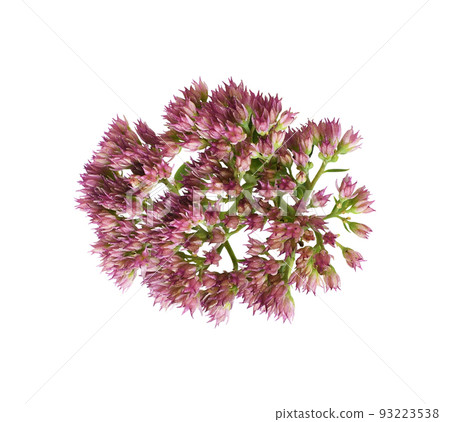 Pink flowers of hylotelephium telephium isolated on white 93223538