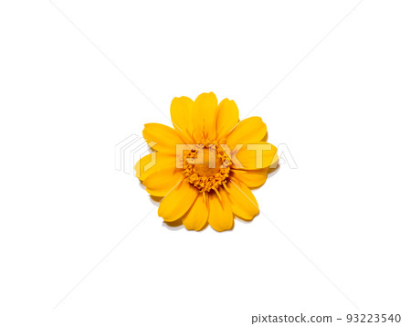 Close up Butter Daisy, Little Yellow Star flower on white background. Close up Butter Daisy, Little Yellow Star flower on white background. 93223540