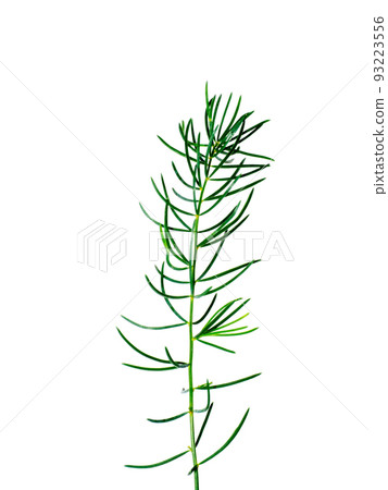 Close up leaves of Shatavari plant on white background. Close up leaves of Shatavari plant on white background. 93223556