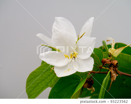 Close up Snowy Orchid Tree, Orchid Tree flower. Close up Snowy Orchid Tree, Orchid Tree flower. 93223562