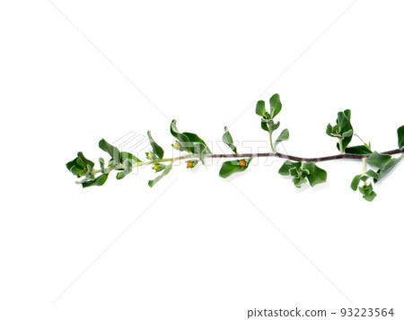 Close up Ash Plant, Barometer Brush, Purple Sage, Texas Ranger flower with leaves. Close up Ash Plant, Barometer Brush, Purple Sage, Texas Ranger flower with leaves. 93223564