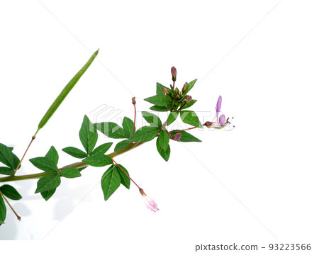 Close up of Wild spider flower, Spider weed on white background. 93223566