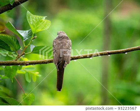 the back of a bird perched on a branch in the rainy season.with blur background 93223567