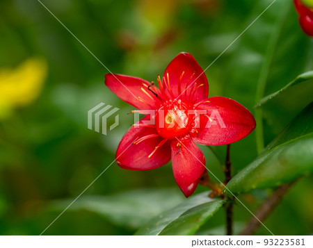 Close up red seed of Micky mouse flower with blur background. Close up red seed of Micky mouse flower with blur background. 93223581