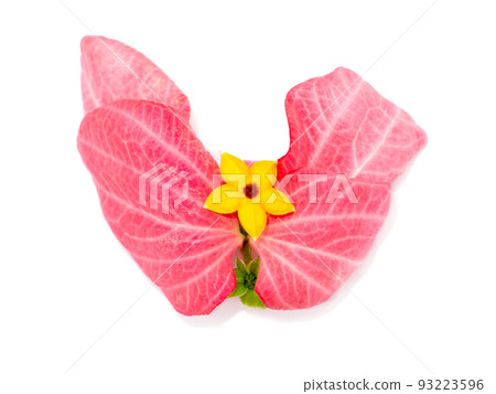 Close up Dona flower with pink leaves. Close up Dona flower with pink leaves. 93223596