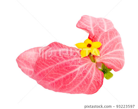 Close up Dona flower with pink leaves. 93223597