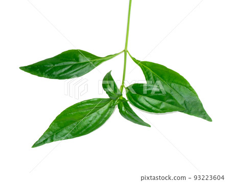 Close up The Creat plant, Kariyat leaves with white background. Close up The Creat plant, Kariyat leaves with white background. 93223604