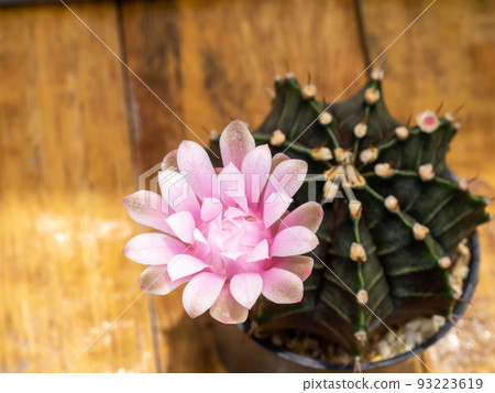 Close up Pink cactus flower with blur background. Close up Pink cactus flower with blur background. 93223619