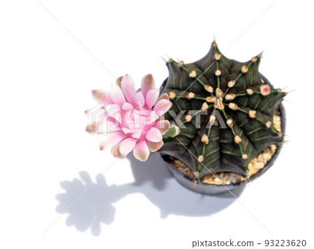 Close up Pink cactus flower with blur tree and soft shadow on white background. 93223620