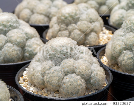 Close up cactus tree with cactus hair and barbed hook. Close up cactus tree with cactus hair and barbed hook. 93223627
