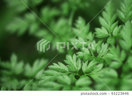 Green background with leaves of grass 93223646