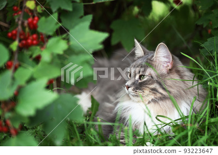 Gray cat with green eyes siting in a grass under bush of red currant with ripe berries 93223647